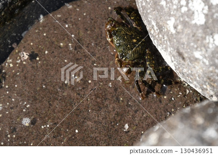 Manazuru Mitsuishi Coast Rock crab 130436951