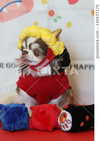 Cute Chihuahua Setsubun 130437178