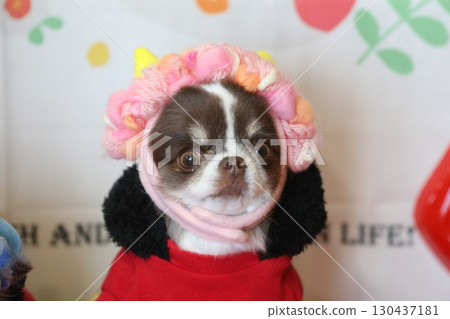 可愛的吉娃娃節分 130437181
