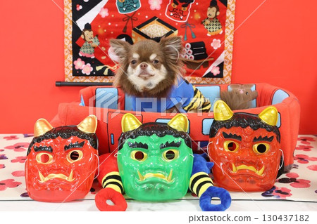 Cute Chihuahua Setsubun Cute Chihuahua Setsubun 130437182