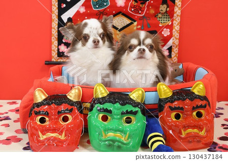 Cute Chihuahua Setsubun 130437184