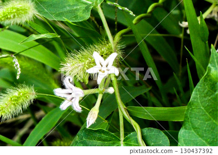 Velvet flowers of Asclepias gracilis and foxtail grass, which are vines that bloom cute flowers. 130437392