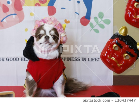 A cute Chihuahua plays the role of the Setsubun demon 130437447