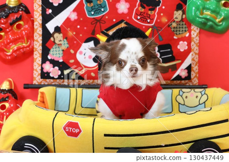 A cute Chihuahua plays the role of the Setsubun demon A cute Chihuahua plays the role of the Setsubun demon 130437449