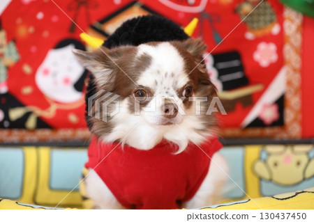 一隻可愛的吉娃娃扮演節分鬼 130437450