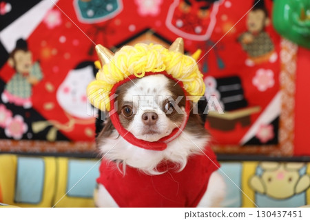 A cute Chihuahua plays the role of the Setsubun demon A cute Chihuahua plays the role of the Setsubun demon 130437451