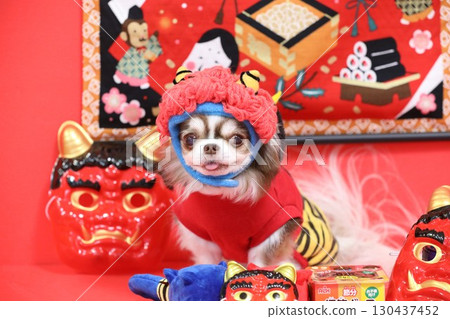 A cute Chihuahua plays the role of the Setsubun demon A cute Chihuahua plays the role of the Setsubun demon 130437452