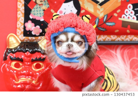 A cute Chihuahua plays the role of the Setsubun demon A cute Chihuahua plays the role of the Setsubun demon 130437453
