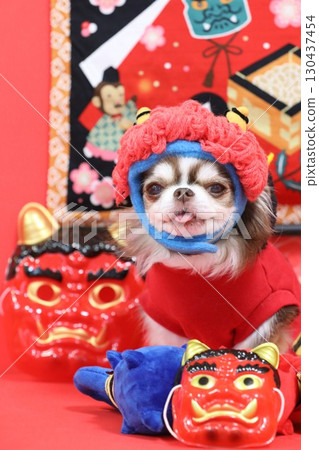 A cute Chihuahua plays the role of the Setsubun demon A cute Chihuahua plays the role of the Setsubun demon 130437454