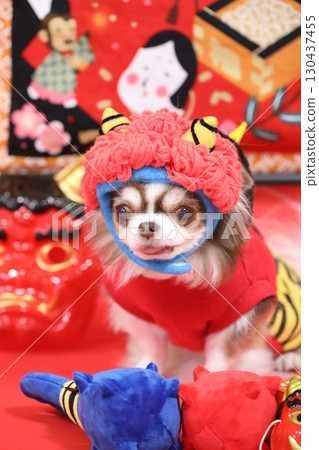 A cute Chihuahua plays the role of the Setsubun demon A cute Chihuahua plays the role of the Setsubun demon 130437455