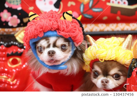 A cute Chihuahua plays the role of the Setsubun demon A cute Chihuahua plays the role of the Setsubun demon 130437456