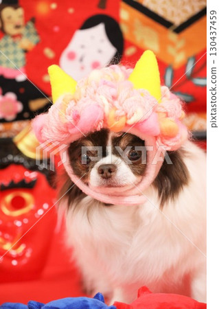 A cute Chihuahua plays the role of the Setsubun demon 130437459