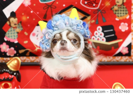 A cute Chihuahua plays the role of the Setsubun demon 130437460