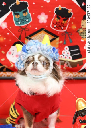 一隻可愛的吉娃娃扮演節分鬼 130437462