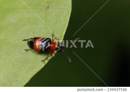 Living creatures, insects, yellow-striped leaf beetles, just over 4 mm in size. They have black wings and a red belly band, and are conspicuous but not conspicuous. Living creatures, insects, yellow-striped leaf beetles, just over 4 mm in size. They have black wings and a red belly band, and are conspicuous but not conspicuous. 130437586