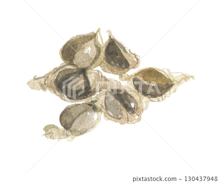 Moringa seeds painted in watercolor Moringa seeds painted in watercolor 130437948