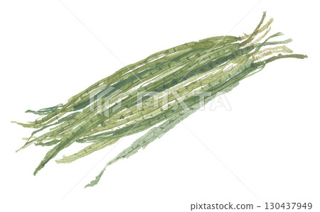 辣木果實水彩畫 130437949