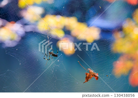 蜘蛛網中的Nephila clavata 蜘蛛網中的Nephila clavata 130438056