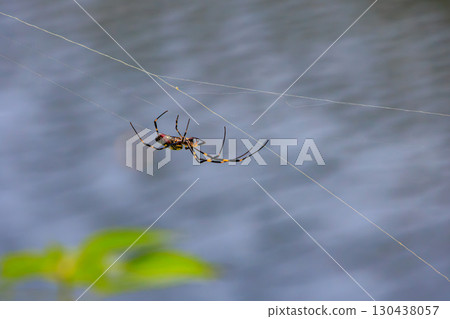 Nephila clavata in a spider web Nephila clavata in a spider web 130438057