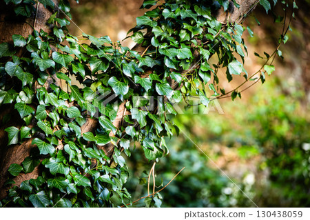 Ivy wrapped around a tree Ivy wrapped around a tree 130438059