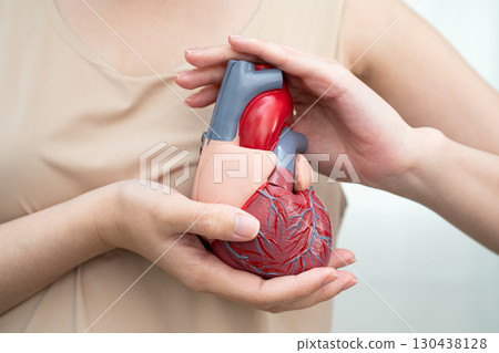 Cardiovascular disease CVD, Asian woman with heart human anatomy model. Cardiovascular disease CVD, Asian woman with heart human anatomy model. 130438128