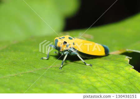 Tsunagogyo Oshoko 130438151