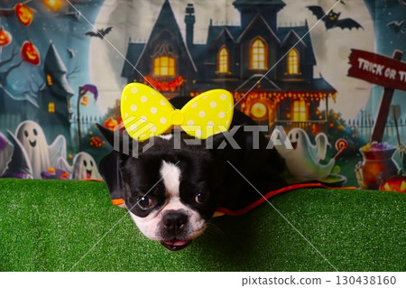 Boston terrier wearing a yellow ribbon and staring in a Halloween background Boston terrier wearing a yellow ribbon and staring in a Halloween background 130438160