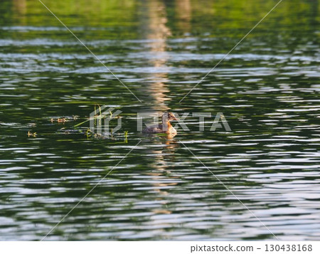 Little grebes swimming in Funaike Pond at Arakawa Sports Park in Kawaguchi City Little grebes swimming in Funaike Pond at Arakawa Sports Park in Kawaguchi City 130438168