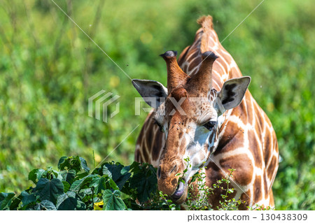 Rothchild Giraffe in th Lake Nakuru national park 130438309