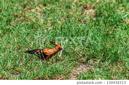 Eurasian Hoopoe in Kenya Eurasian Hoopoe in Kenya 130438313
