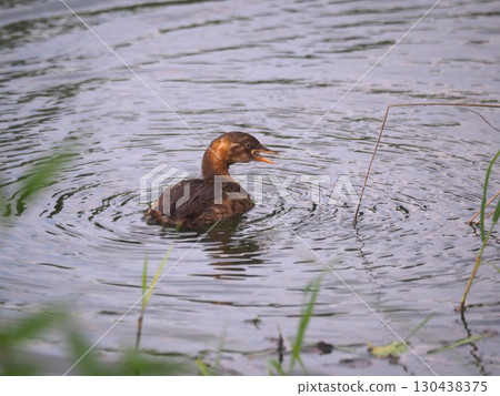 Little grebes swimming in Funaike Pond at Arakawa Sports Park in Kawaguchi City Little grebes swimming in Funaike Pond at Arakawa Sports Park in Kawaguchi City 130438375