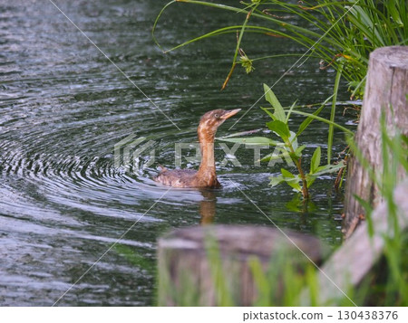 小鸊鷉在川口市荒川運動公園的船池裡游泳 130438376