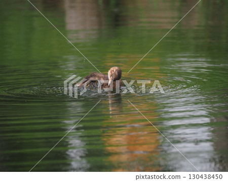 Little grebes swimming in Funaike Pond at Arakawa Sports Park in Kawaguchi City 130438450