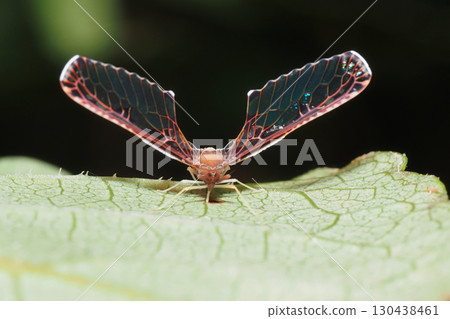Aya heli Aya heli 130438461