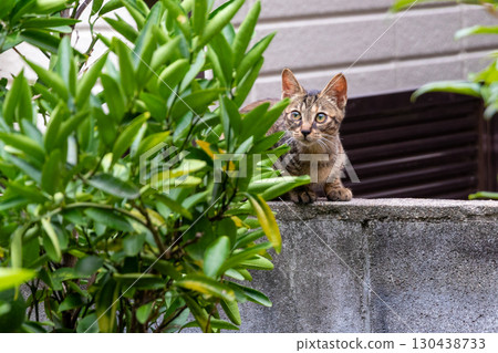 Kitten standing on a block wall Kitten standing on a block wall 130438733