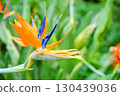 天堂鳥，一種形似鳥喙的奇異花 130439036