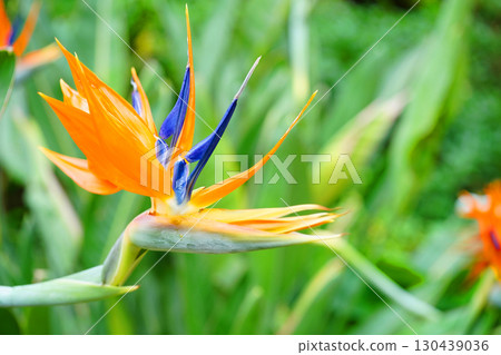 Bird of Paradise, a strange flower that resembles a bird's beak 130439036