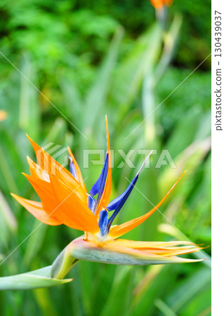 天堂鳥，一種形似鳥喙的奇異花 130439037