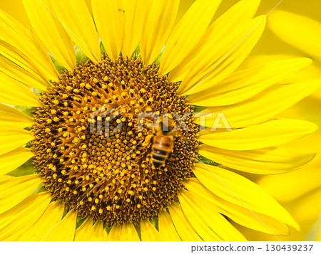 尋找蜂蜜 尋找蜂蜜 130439237