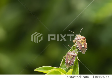 stink bug perched on a leaf stink bug perched on a leaf 130439243