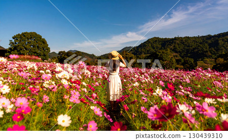 一位婦女在盛開的波斯菊田野裡 130439310