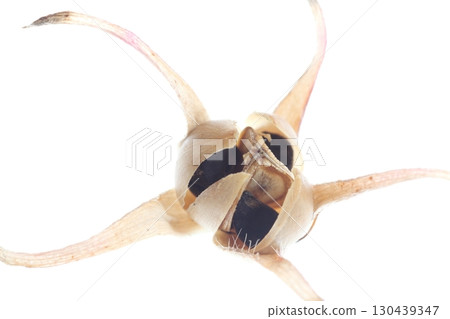 A morning glory fruit that has split open, exposing its black seeds 130439347