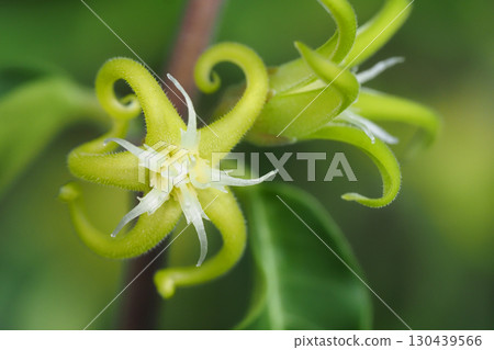Fockea edulis flower Fockea edulis flower 130439566