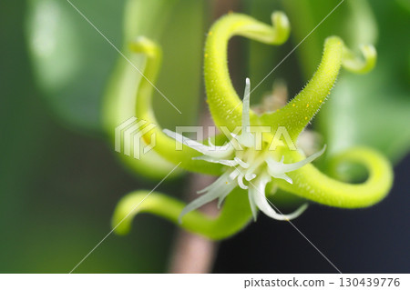 佛卡梅花 130439776