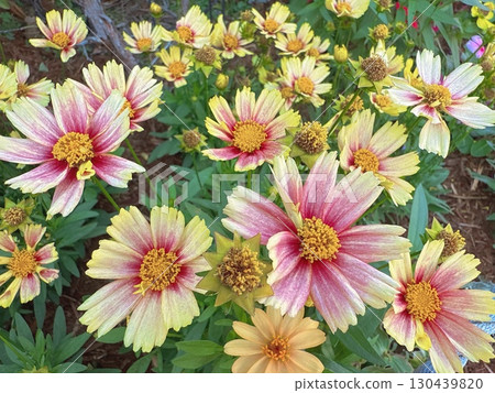 鮮豔的花朵裝飾著花園 鮮豔的花朵裝飾著花園 130439820