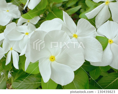 Close-up of a neat white flower 130439823