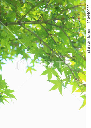 Green maple leaves [White background] [Green maple leaves] 130440095