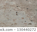 Old rusty nail forgotten in dirty concrete floor. This abandoned metal fastener on ground evokes feeling of loneliness and resilience from bygone era 130440272