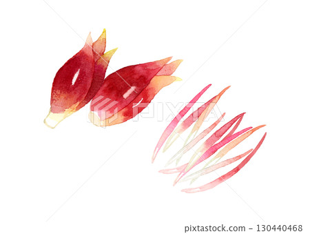 切碎的茗荷 - 手繪水彩蔬菜和調味品插圖 切碎的茗荷 - 手繪水彩蔬菜和調味品插圖 130440468