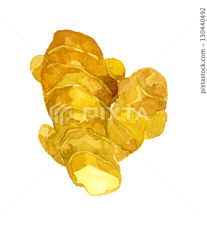 Ginger (single item) Hand-drawn watercolor illustration of vegetables and condiments Ginger (single item) Hand-drawn watercolor illustration of vegetables and condiments 130440492